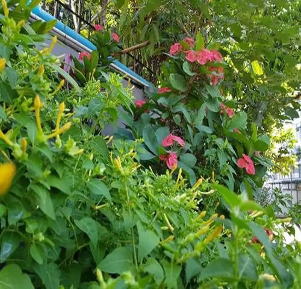 Beauty Land Hotel يانغون